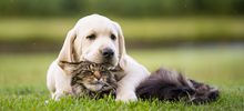 cute puppy an cat friendship